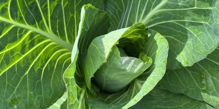 Foto van een hart van een krop salade, lijkend op een rozenknop