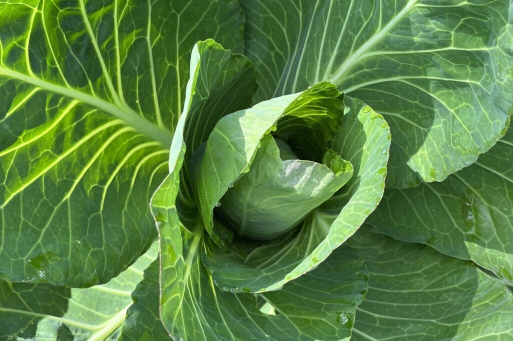 Foto van een hart van een krop salade, lijkend op een rozenknop